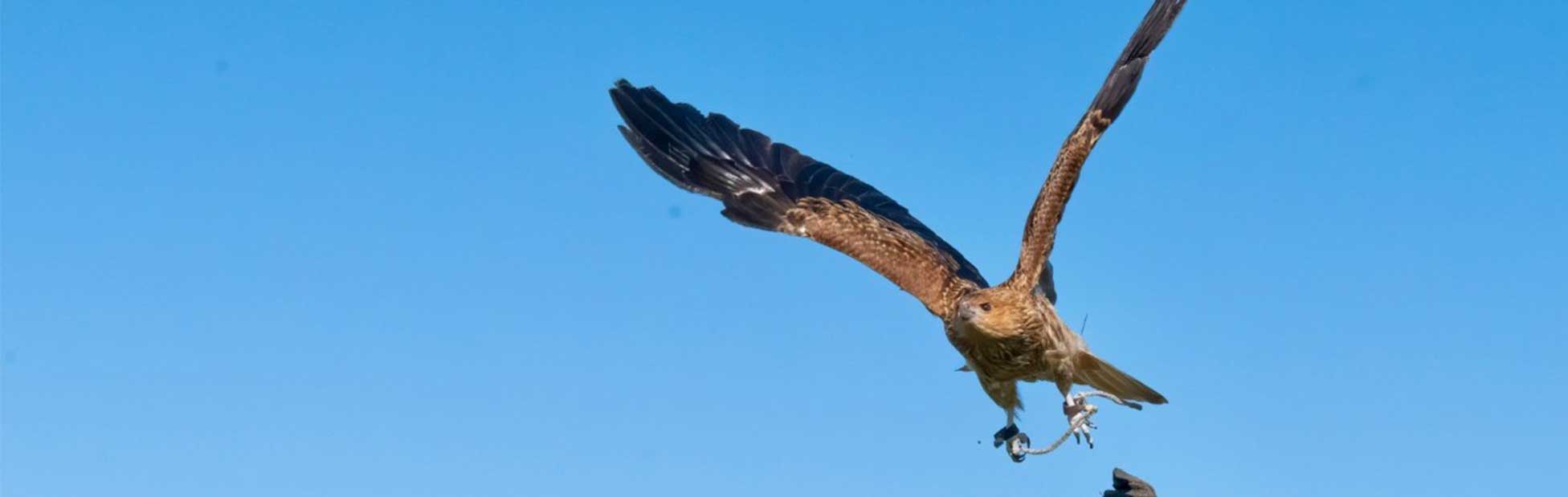 Feathered Friends Hawkers Expedition