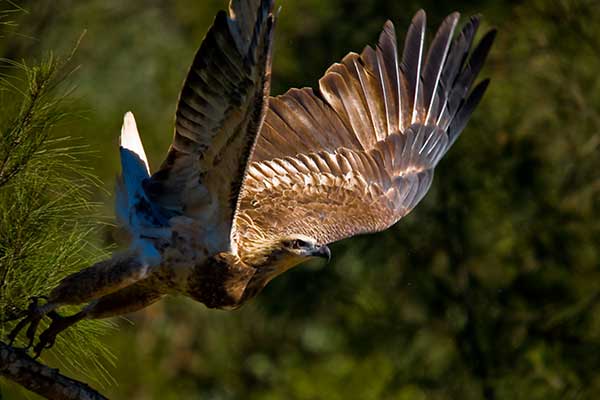 A Wedgetail Eagle taking flight off a tree branch